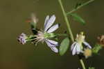 Common blue wood aster